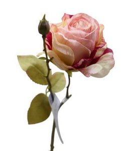 Französische Rose BD/4PC Orange