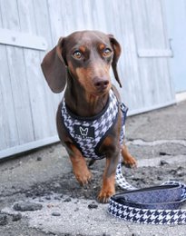 2-i-1 hundesele FK
