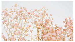 Light pink dried gypsophila flowers with delicate, fluffy blooms.
