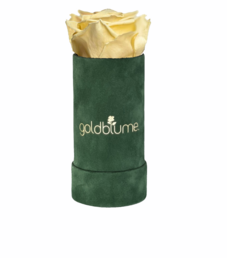 Colección Terciopelo Verde