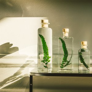 Das Herbarium – Unterwasserpflanze Grüner Felcifarn