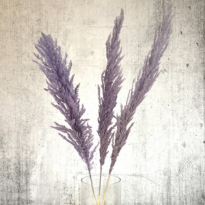 Pampasgras groß lila 120 cm 3 Stück