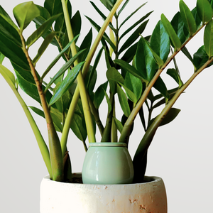 Olla self watering pot - Lutoya Small Green - 20 cl