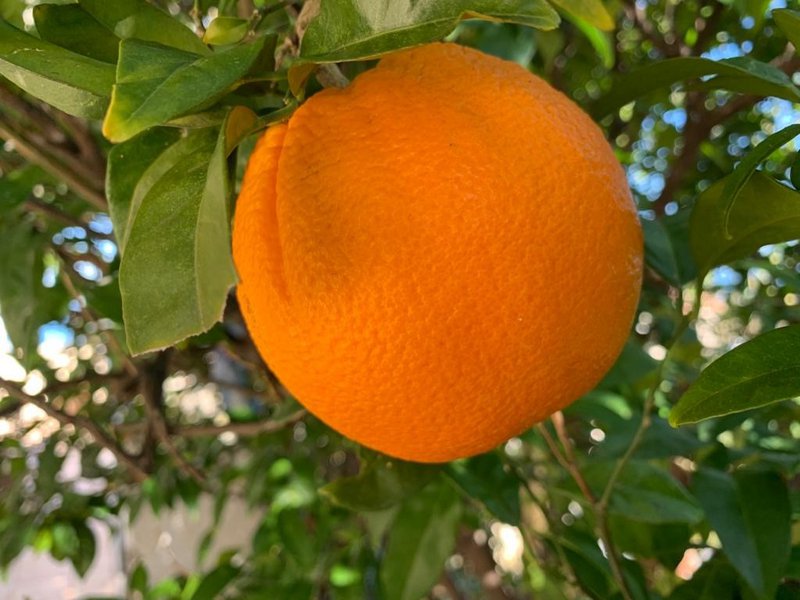 Orange Marmelade Extra | 220 gram