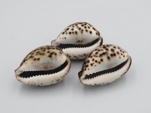 1KG Tigerpanzer Kowok „Cypraea tigris“