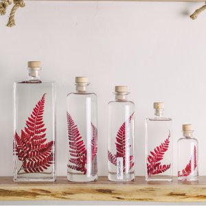 Het Herbarium - ondergedompelde plant Rumohra rouge