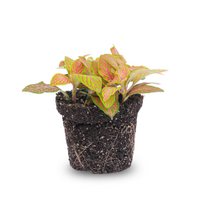 Fittonia Orange - Pink - Ruby Lime - Mosaic plant