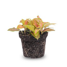  Vibrant, multi-colored Fittonia plant with pink, orange, and lime green leaves in a natural fiber pot.