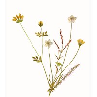 postcard | Island flowers ocher