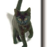 Koelkastmagneet, Kitten, kat, zwart