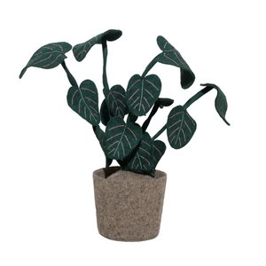 Plant Calathea