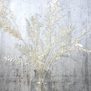 Pampasgras Ruscus weiß 5 Stiele