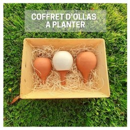  Box of 3 terracotta planter pots in a natural, earthy color palette. Ideal for growing small plants or herbs indoors or outdoors.