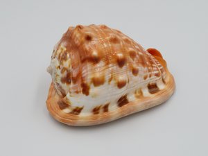 Cypraecassis rufa - Serbung Merah