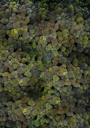 Philipp Specht - Forrest