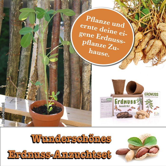 growbro Kids Erdnuss Anzuchtset, Garten Entdecker Set, Forscher Kinder,  Geschenk fr Kinder, Mitbringsel Kindergeburtstag, Mitbringexperiment  Online-Grohandel | Orderchamp