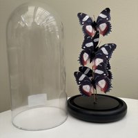 Schmetterlingsdekoration 14*26cm (YF-11)