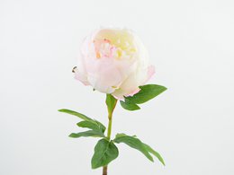  A large, pale pink peony flower with a yellow center, a brown stem, and green leaves. The flower measures 57cm in height.