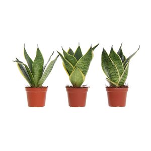 Congreet® plantpots - Sansevieria golden edge - green