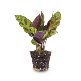  Calathea Lancifolia - Peacock plant - Terrarium plant. Green and purple leaves, potted plant.