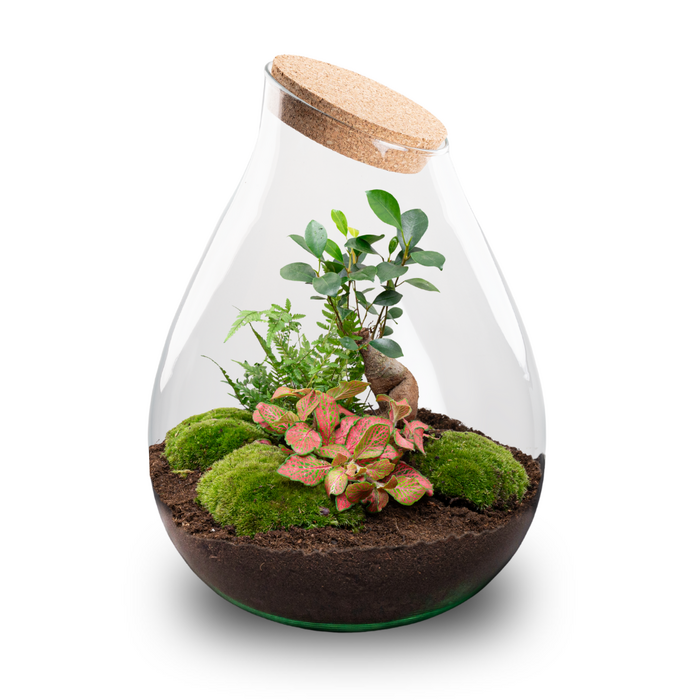 Ecosystem plant - Drop XXL Bonsai - Plant terrarium -  43 cm Online  Wholesale | Orderchamp