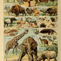 Poster Vintage Zoogdieren - Millot