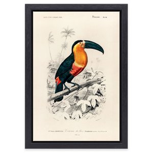 Painting Toucan Charles D'Orbigny in black frame