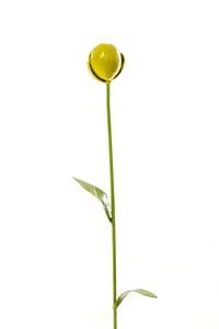 ZIMBA-ARTS METALEN GROENE TULP