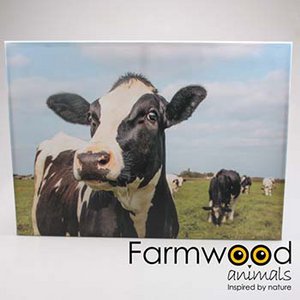 OUTDOOR PAINTING COWS 50X70 CM