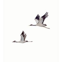postcard | Cranes flying