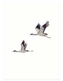 Postcard featuring cranes flying in a minimalist design. The image showcases a simple, elegant depiction of cranes soaring against a plain white background, suitable for use in a variety of stationery or home decor applications.