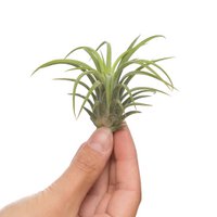 Tillandsia ionantha rubra