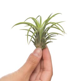 A small, air-purifying Tillandsia ionantha rubra plant with green, spiky leaves. The plant is suitable for indoor display and can be used in various home decor settings.