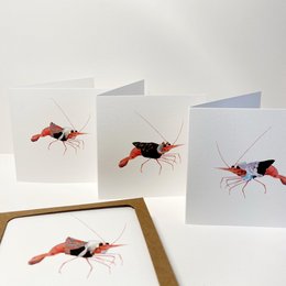 Set of 6 'You're shrimpy the best' postcards featuring colorful shrimp illustrations. The shrimp have a playful, whimsical style with vibrant red, black, and orange colors. The cards are suitable for sending friendship messages.