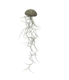  A medium-sized green jellyfish-like succulent plant with long, trailing stems and a round, bulbous cap.
