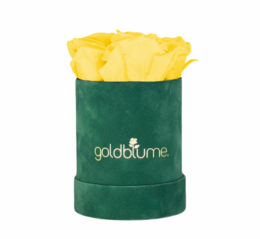 Colección Terciopelo Verde