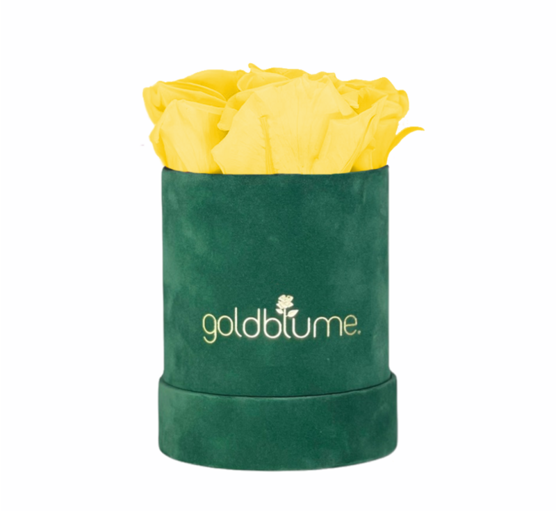 Colección Terciopelo Verde