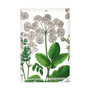 Koelkastmagneet, ouder blad, Hortus Botanicus