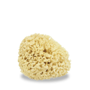 Sea sponge