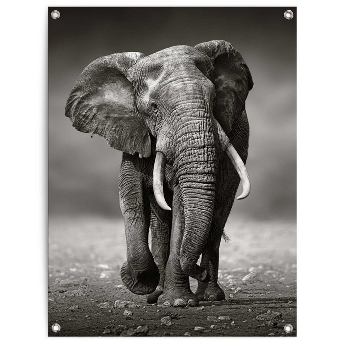 Gartenposter Gehender Elefant 80x60 Online-Großhandel | Orderchamp