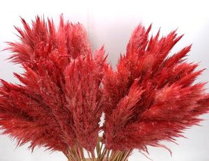 Cortaderia Pampasgras getrocknet, ca. 115cm, rot
