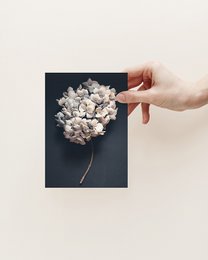 Postkort mørk hortensia (PK_064)