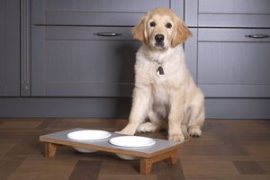 Easy, dog & cat feeding stand