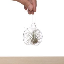 Tillandsia in Bulbo di Vetro 6cm