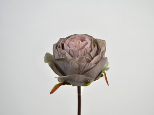 Rosenzweig ohne Blätter, 40cm, helllila