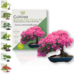 Kultiviert - First Bonsai Kit - First Bonsai Culture Kit mit Accessoires | Originalgeschenkidee