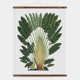 Decorative wall chart featuring a travellers palm plant with large green leaves in a natural, botanical design.