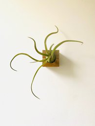 Cubo - Roble Oscuro