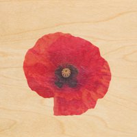 wooden postcard pictures poppy