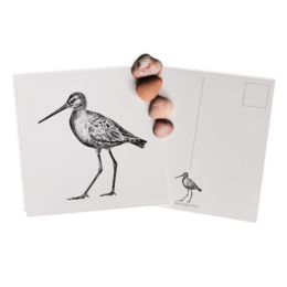 Black-tailed godwit bird illustration on a card. The image shows a detailed sketch of a black-tailed godwit, a wading bird species.